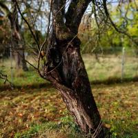 Arbre à cavité