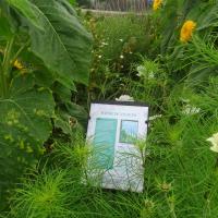 Communication sur les bandes de vivaces entre les cultures