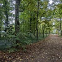 Bois du site