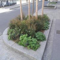 Pied d'arbre planté