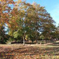 site