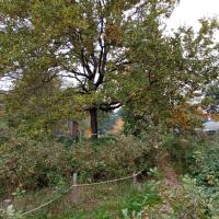 Secteur forestier avec développement de semi et roncier