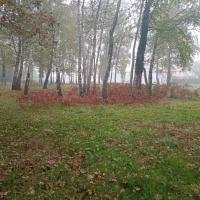 Zone refuge au pied des arbres, secteur de quadra