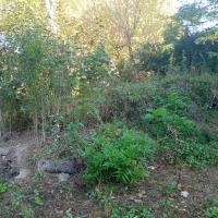 Zone refuge en libre évolution