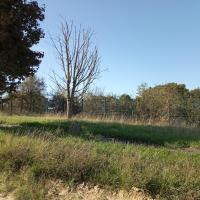 Arbre mort laissé sur pied 