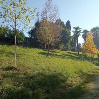 Jeunes plantations d'arbre