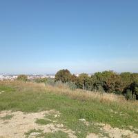 Revégétalisassions spontané avec premier ligneux (peuplier)