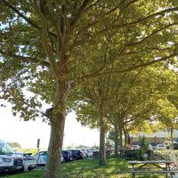 Nichoirs chiroptères