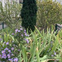 Végétation en pied d'arbre