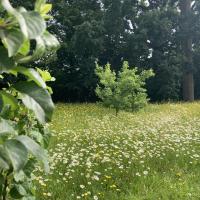 Prairie fleurie