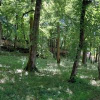 Sous bois