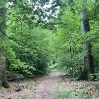 Cheminement de sous-bois