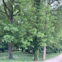 Cheminement en bord de boisement