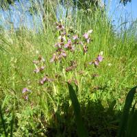 Ophrys