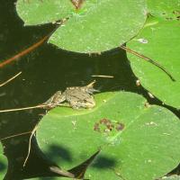 amphibien