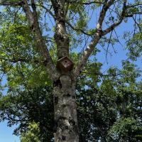 Nichoir arboricole