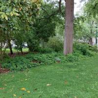 Végétalisation de pied arbre et arbuste