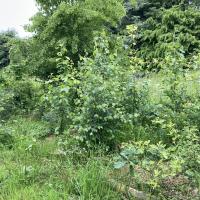 Micro-forêt de 3 ans