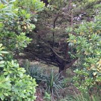 Jardins ombragés