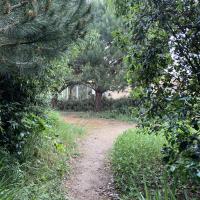 Cheminement forestier