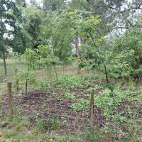 Plantation de semi forestier