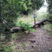 tronc d'arbre mort
