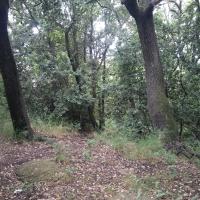 Cheminement sous bois
