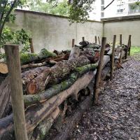 Haie sèche