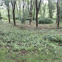 Sous bois