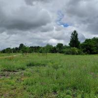Prairie et nouvelle plantation arboré