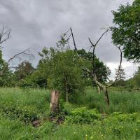 Arbre mort sur pied