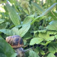 Faune : escargot dans la pelouse