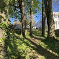 Pelouse arborée