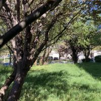 Pelouse arborée