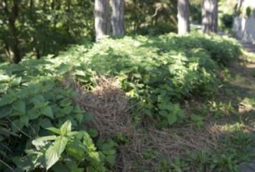 4_Lyon-Parc_de_la_Cerisaie©Brassica_2012 (1).jpg