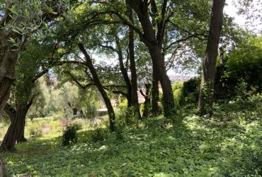 Domaine des collette musée Renoir_Cagnes-sur-mer_GIROD 2024 1.JPG