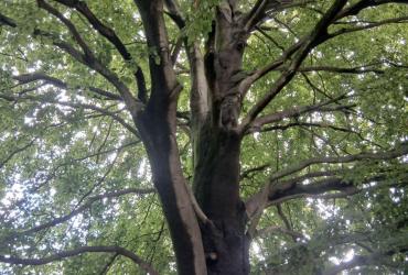 Patrimoine arboré remarquable