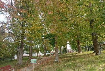 Sous-bois et communication