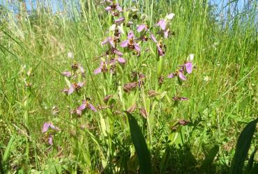 Ophrys
